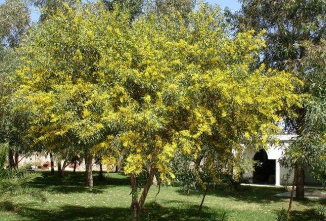 Villa Amaryllis Ghazoua Ngoại thất bức ảnh